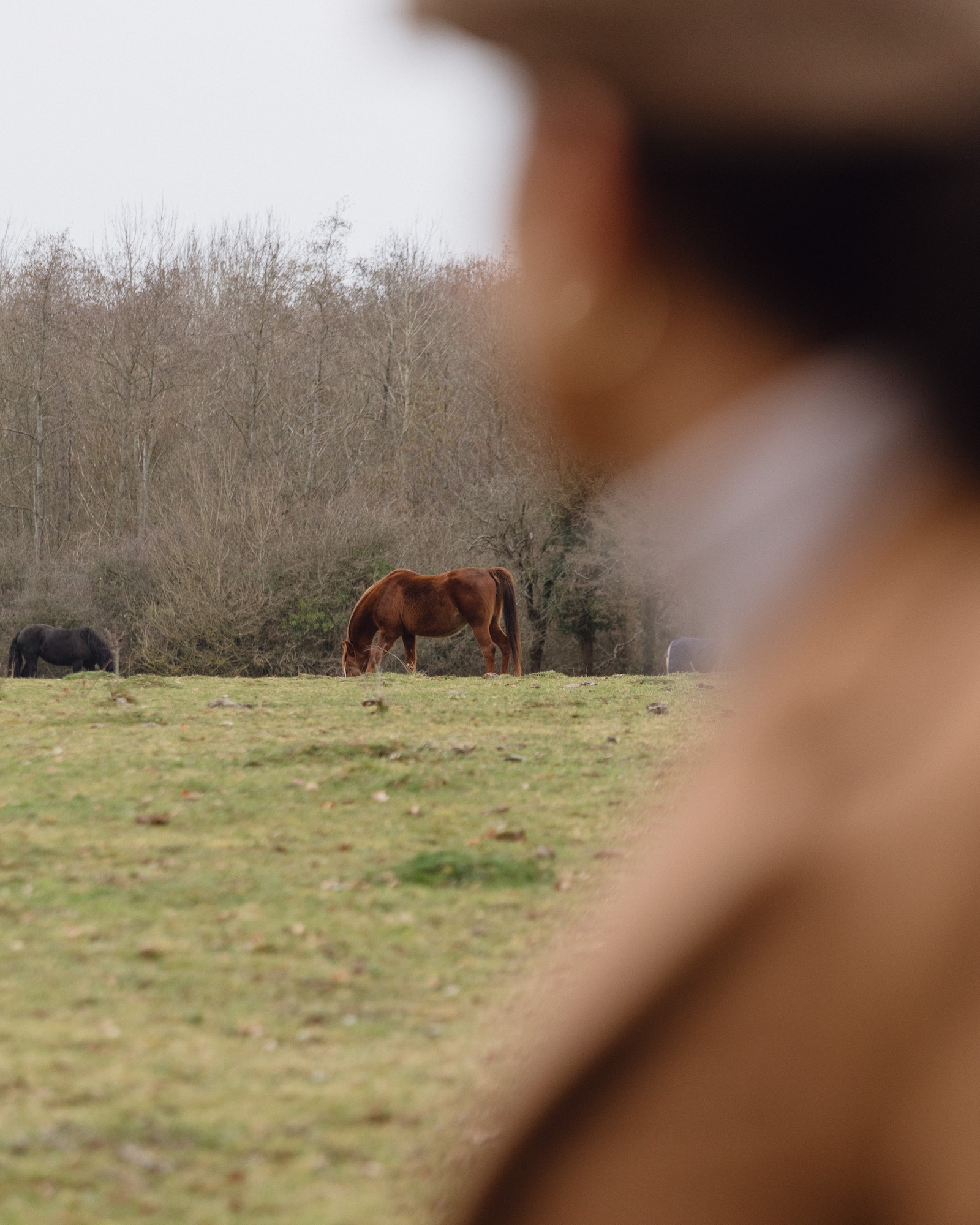 A woman looking at a horse in a field
